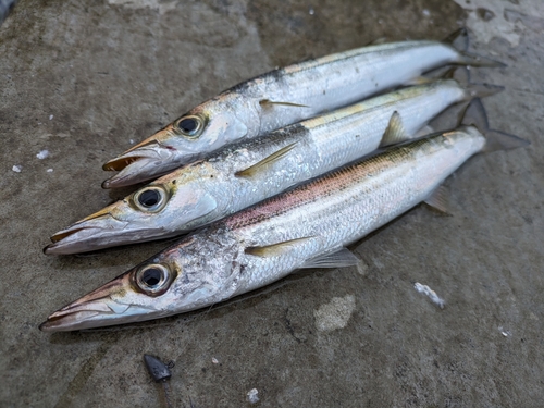 アカカマスの釣果