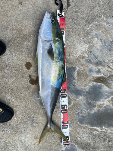 ブリの釣果