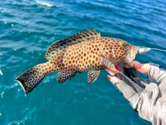 オオモンハタの釣果