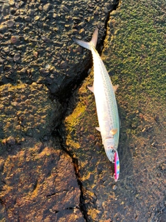 サゴシの釣果