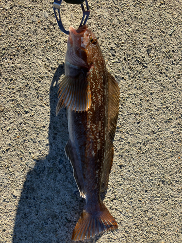 アイナメの釣果