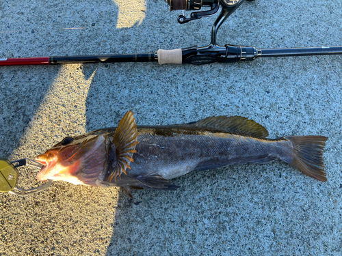 アイナメの釣果