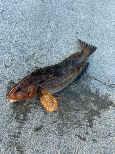 アイナメの釣果