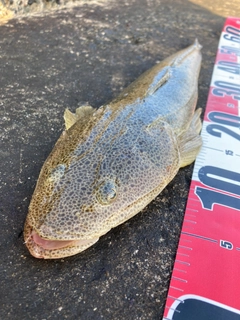 ヨシノゴチの釣果