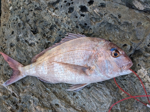 チャリコの釣果