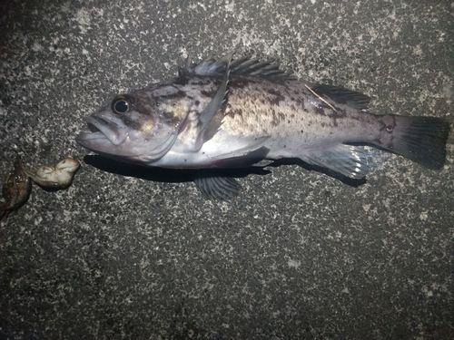 クロソイの釣果