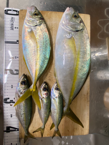 シマアジの釣果