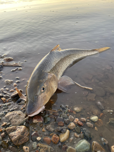 ニゴイの釣果