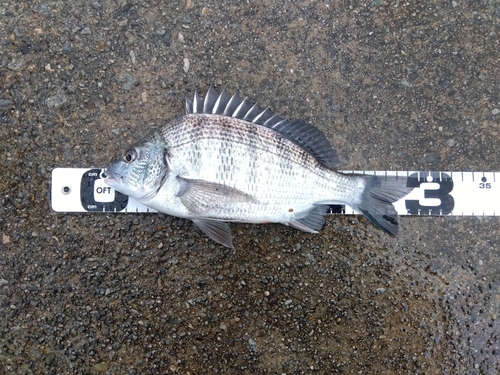 チヌの釣果