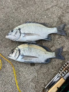 ミナミクロダイの釣果