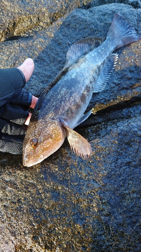 アイナメの釣果