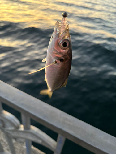 マアジの釣果