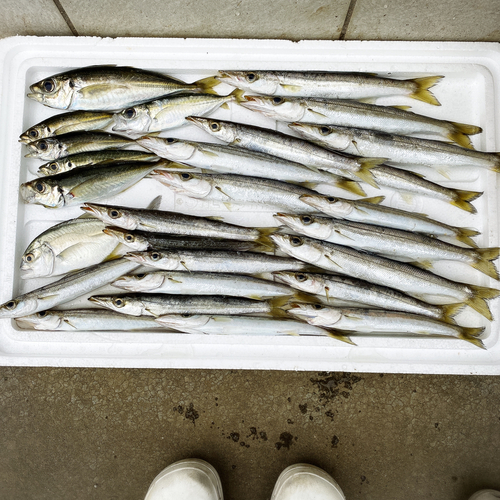 カマスの釣果