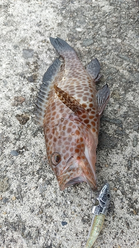 オオモンハタの釣果