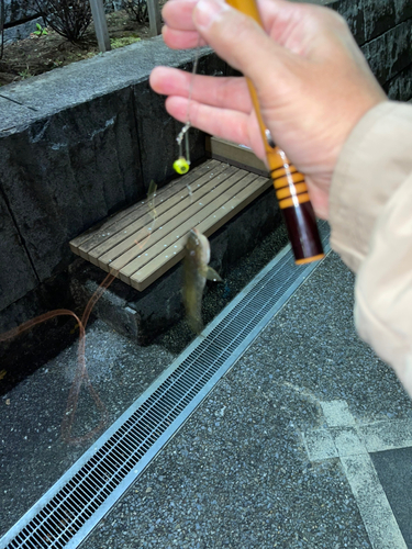 マハゼの釣果