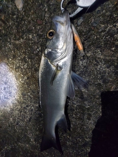 セイゴ（ヒラスズキ）の釣果