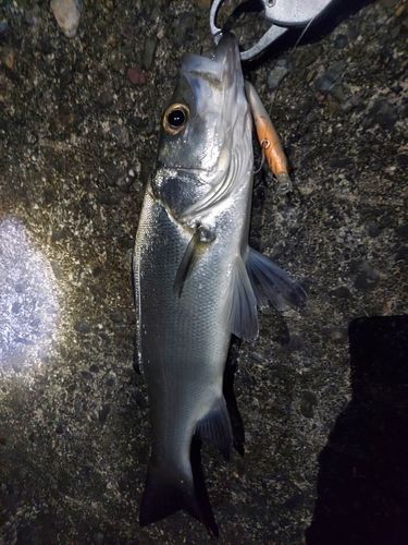 セイゴ（ヒラスズキ）の釣果