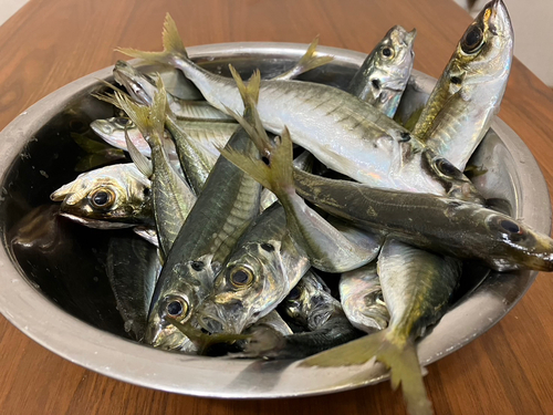 アジの釣果