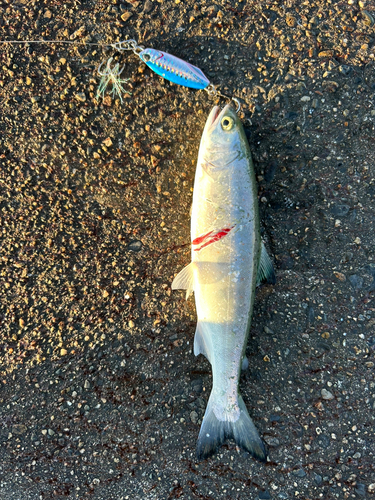 サツキマスの釣果