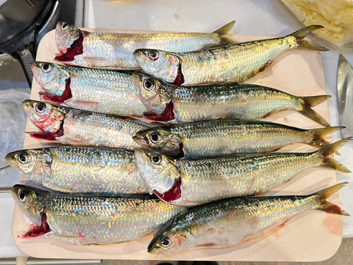 カタボシイワシの釣果