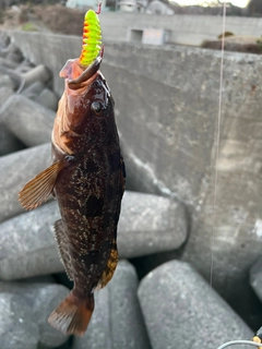 アイナメの釣果