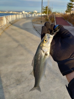 セッパ（マルスズキ）の釣果