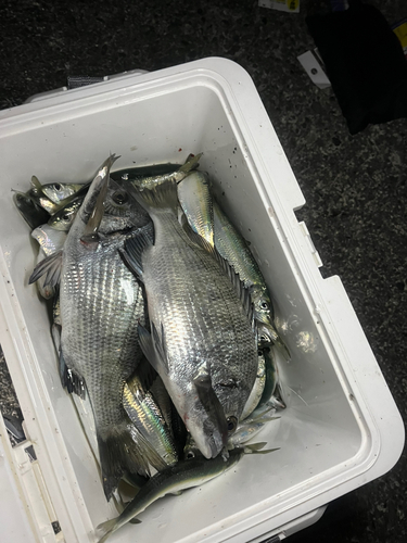 カタボシイワシの釣果