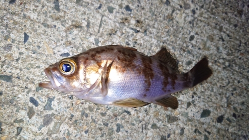 メバルの釣果