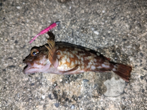 カサゴの釣果