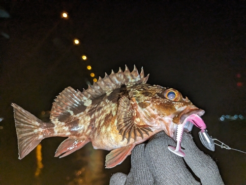 カサゴの釣果