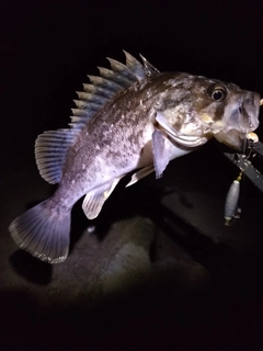 クロソイの釣果