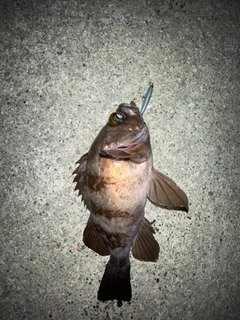 シロメバルの釣果