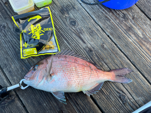 マダイの釣果