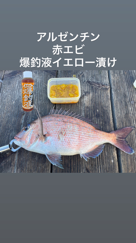 マダイの釣果