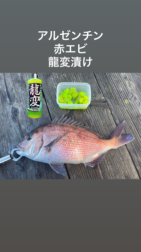 マダイの釣果