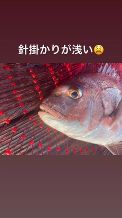 マダイの釣果