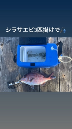 マダイの釣果