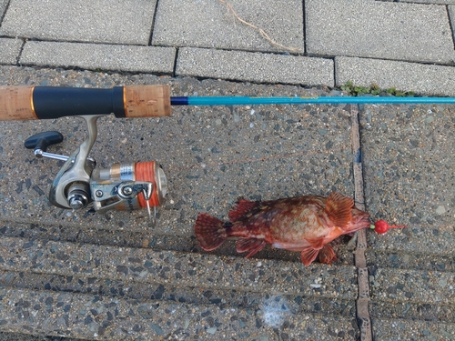 アラカブの釣果