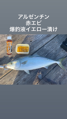 ハマチの釣果