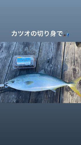 ハマチの釣果