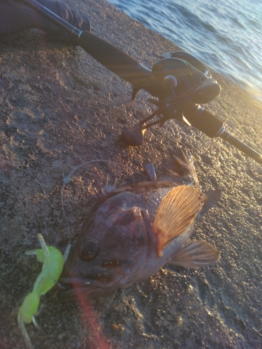 クロソイの釣果