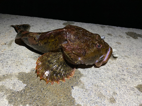 ギスカジカの釣果