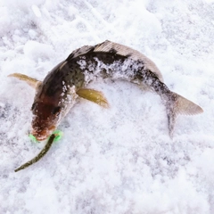 ホッケの釣果