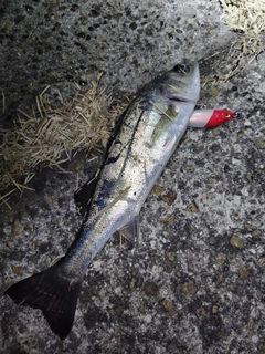 セイゴ（マルスズキ）の釣果