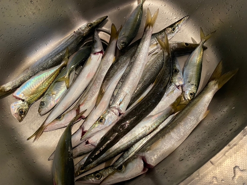 カマスの釣果