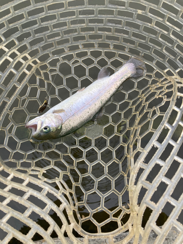 ニジマスの釣果