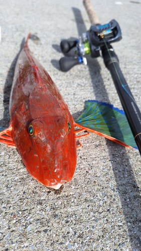 ホウボウの釣果