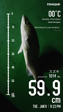 シーバスの釣果