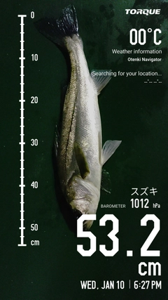 シーバスの釣果