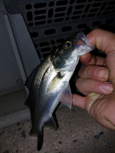 セイゴ（タイリクスズキ）の釣果